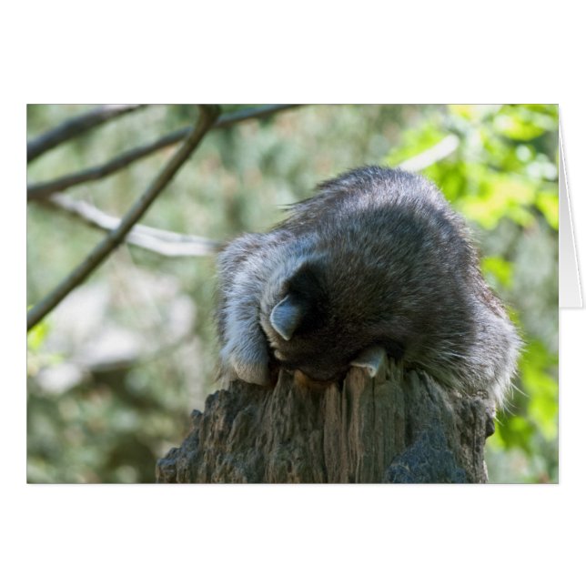 Tarjeta de Felicitación de Mapache Durmiendo (Anverso (Horizontal))
