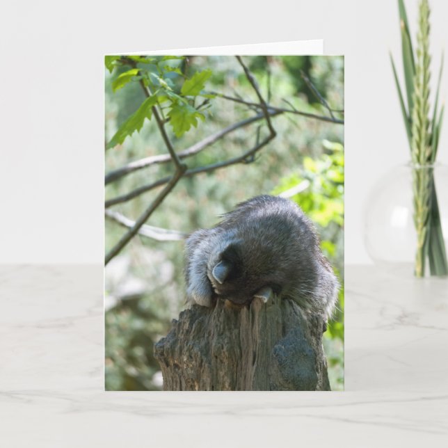 Tarjeta de felicitación de mapache durmiendo (Anverso)