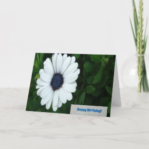 Tarjeta de felicitación de Margarita Africana