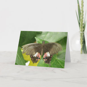 Tarjeta de felicitación de mariposa cola de golond