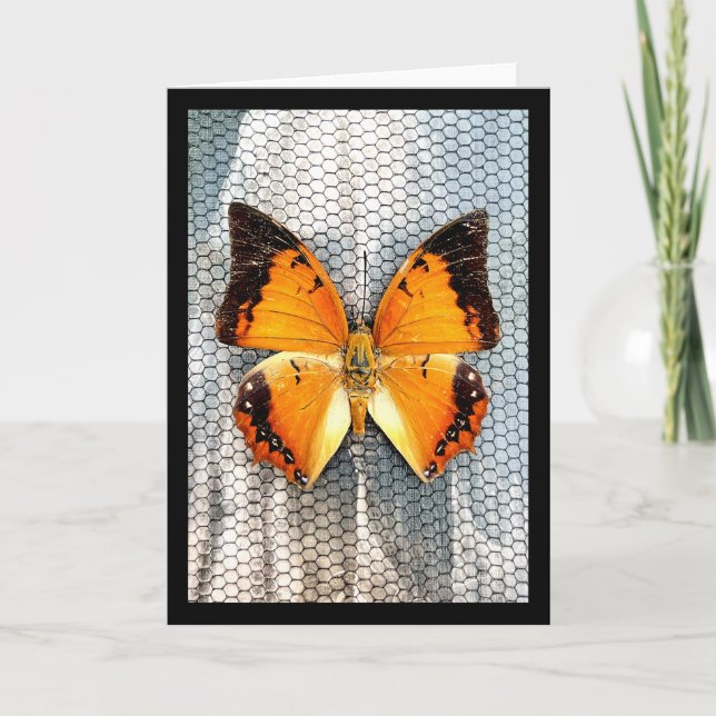 Tarjeta de felicitación de mariposa V5 para charca (Anverso)
