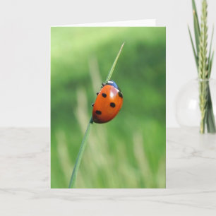 Tarjeta de felicitación de mariquita en una hoja d