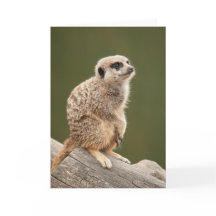 Tarjeta de felicitación de Meerkat