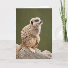 Tarjeta de felicitación de Meerkat