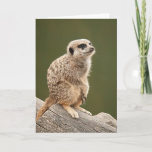 Tarjeta de felicitación de Meerkat