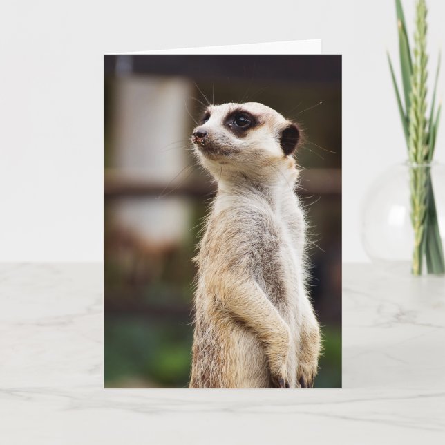 Tarjeta de felicitación de Meerkat (Anverso)