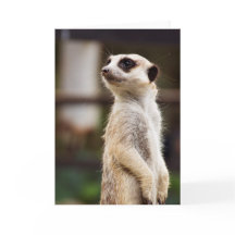 Tarjeta de felicitación de Meerkat