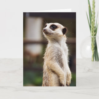 Tarjeta de felicitación de Meerkat
