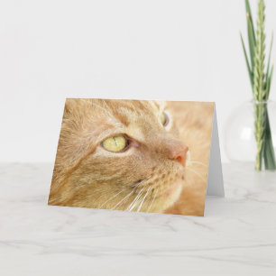 Tarjeta de felicitación de naranja Tabby