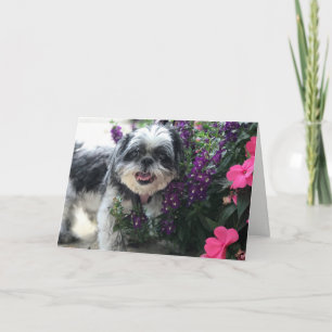 Tarjeta de felicitación de niña Shih Tzu