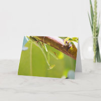 Tarjeta de felicitación de Oración Mantis