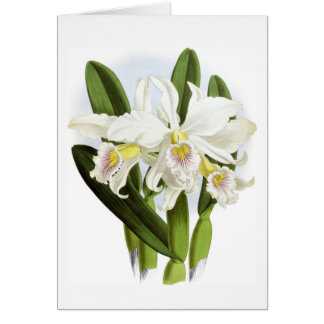 Tarjeta de felicitación de Orquídea Blanca para to