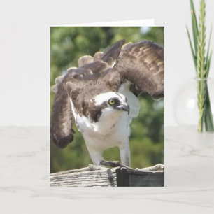 Tarjeta de felicitación de Osprey