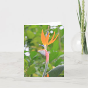 Tarjeta de felicitación de pájaro de paraíso