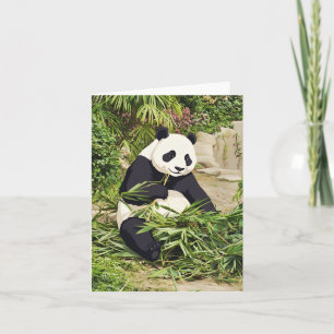 Tarjeta de felicitación de panda comiendo bambú
