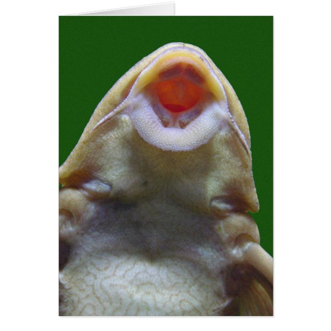 Tarjeta de felicitación de peces para besar (Frente)