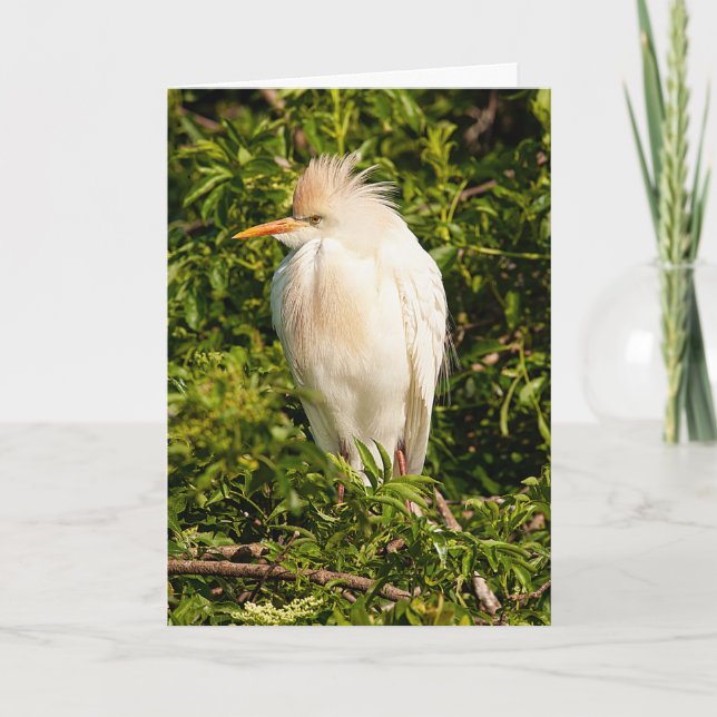 Tarjeta de felicitación de perfil de ganado egret (Anverso)