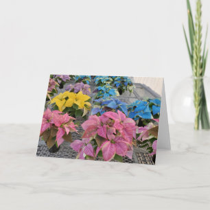 Tarjeta de felicitación de poinsettia