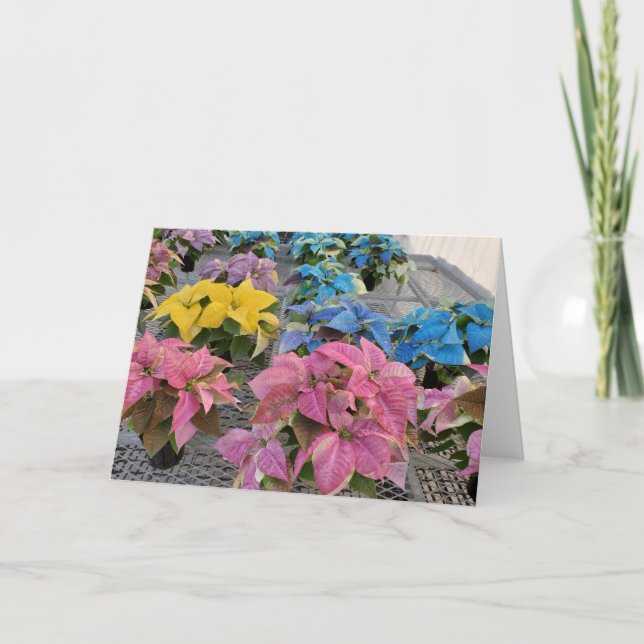 Tarjeta de felicitación de poinsettia (Anverso)