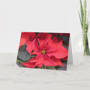 Tarjeta de felicitación de Poinsettia