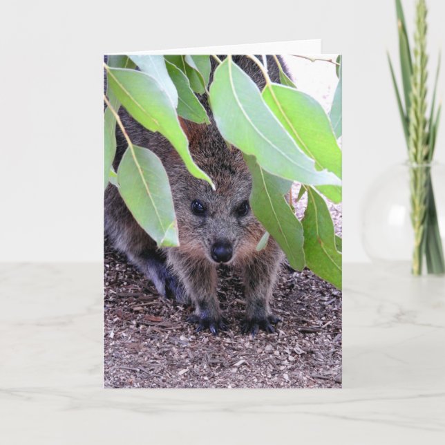 Tarjeta de felicitación de Quokka (Anverso)