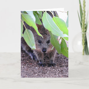 Tarjeta de felicitación de Quokka