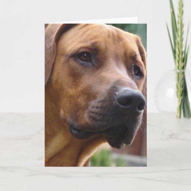 Tarjeta de felicitación de Rhodesian Ridgeback (Anverso)