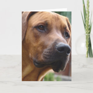 Tarjeta de felicitación de Rhodesian Ridgeback