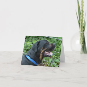 Tarjeta de felicitación de Rottweiler "Apolo"