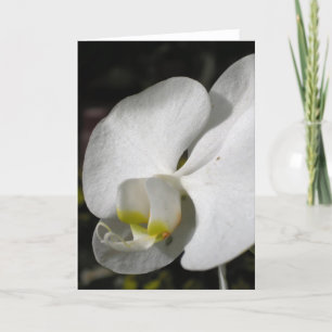 Tarjeta de felicitación de seda blanca Orquídea