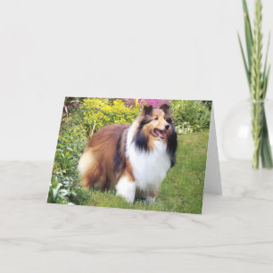 Tarjeta de felicitación de Sheltie