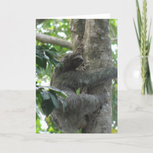 Tarjeta de felicitación de Sloth Climbing