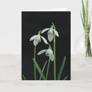 Tarjeta de felicitación de Snowdrops