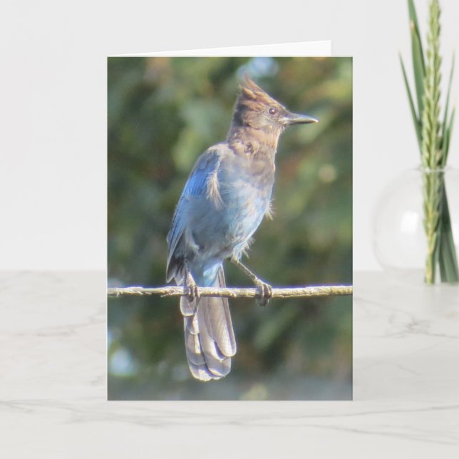 Tarjeta de felicitación de Steller para Jay (Anverso)