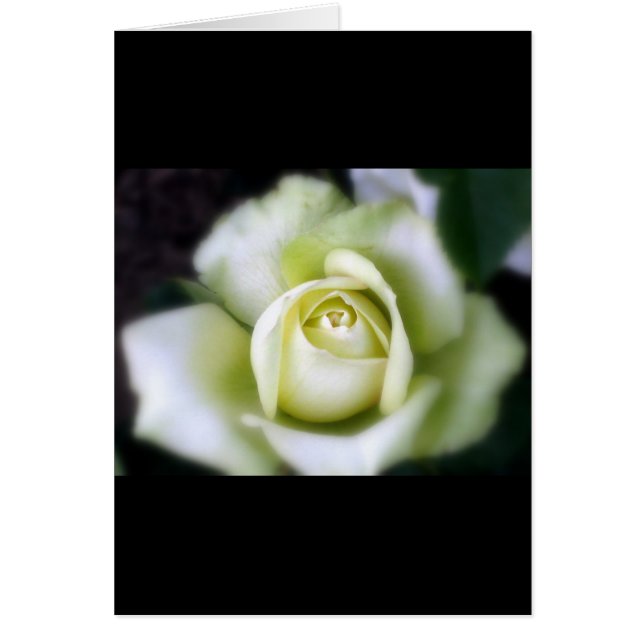 Tarjeta de felicitación de suave enfoque Rosa Blan (Frente)