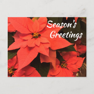 Tarjeta de Felicitación de Temporada de Poinsettia