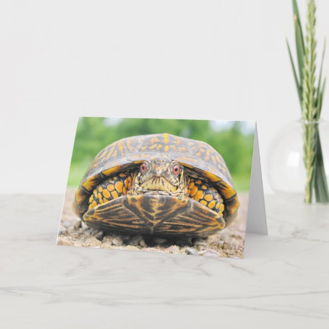 Tarjeta de felicitación de tortuga de caja (Anverso)