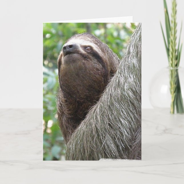 Tarjeta de felicitación de tres toed Sloth (Anverso)