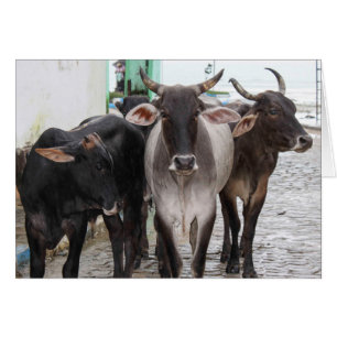 Tarjeta de felicitación de tres vacas negras