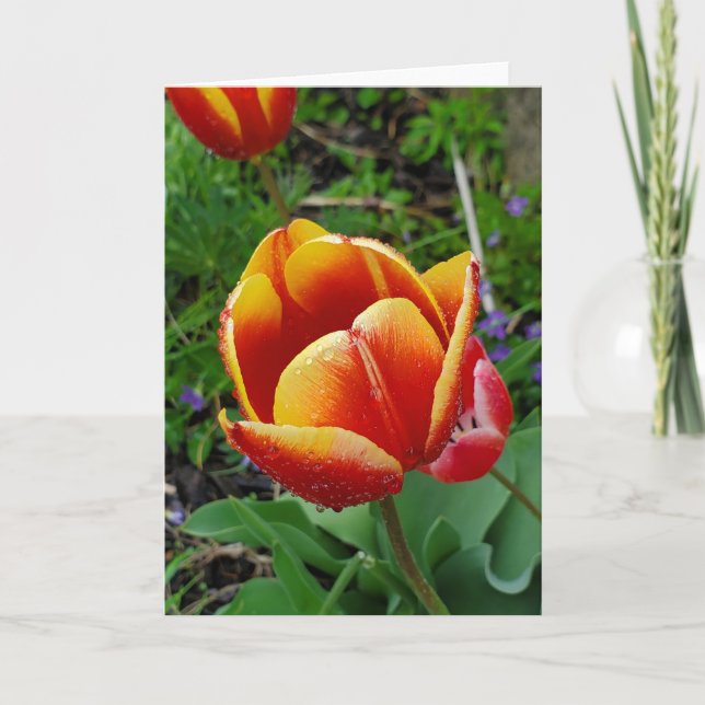 Tarjeta de felicitación de tulipán (Anverso)