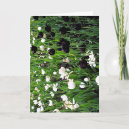 Tarjeta de felicitación de tulipán en blanco y neg