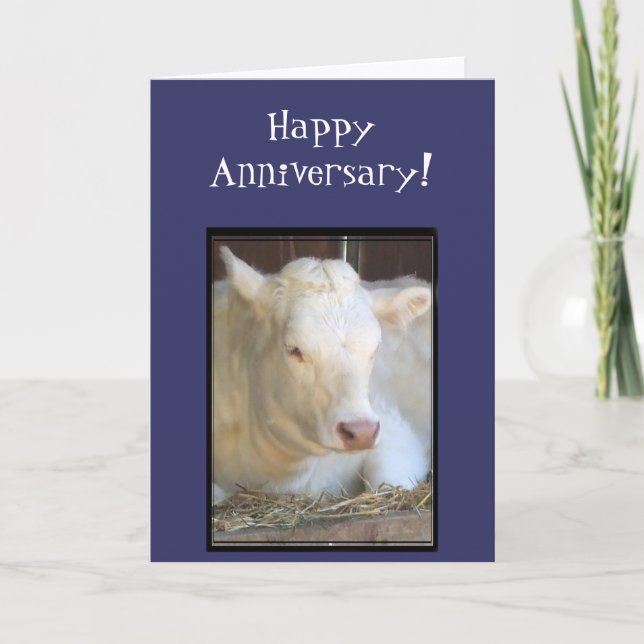 Tarjeta de felicitación de vaca blanca Feliz Anive (Anverso)