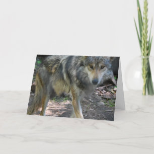 Tarjeta de felicitación de vagabundeo del lobo