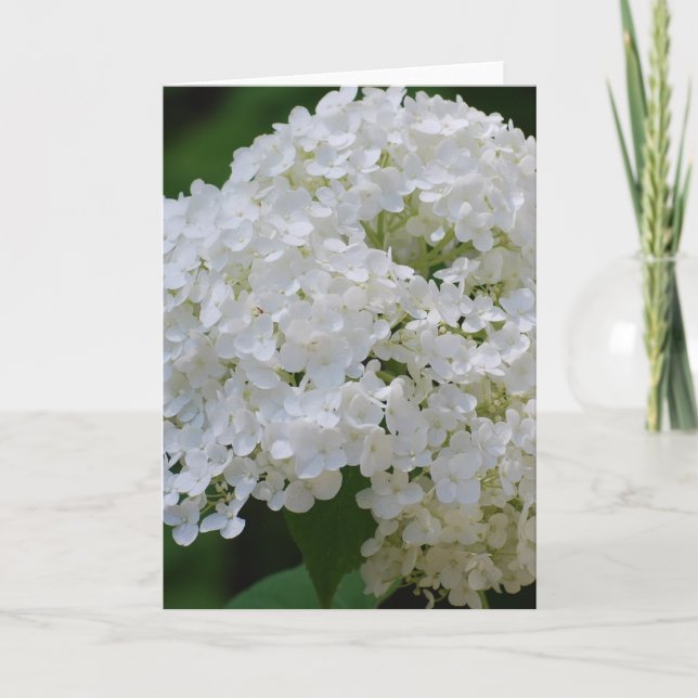 Tarjeta de felicitación de White Hydrangeas (Anverso)