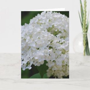Tarjeta de felicitación de White Hydrangeas