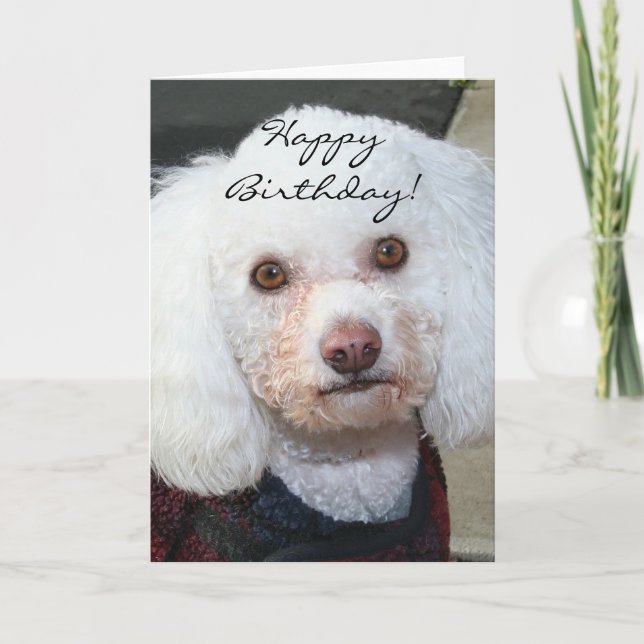 Tarjeta de felicitación de White Poodle de cumplea (Anverso)
