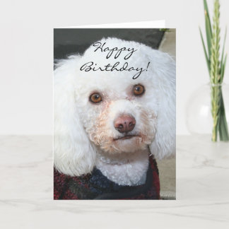 Tarjeta de felicitación de White Poodle de cumplea