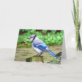 Tarjeta de felicitación del arrendajo azul