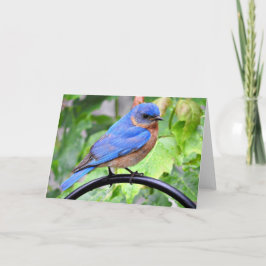 Tarjeta de felicitación del Bluebird del día