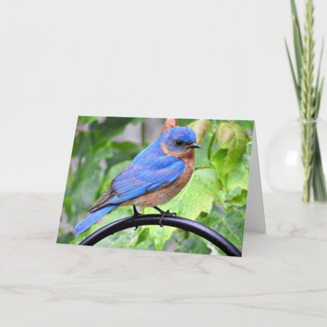 Tarjeta de felicitación del Bluebird del día (Anverso)
